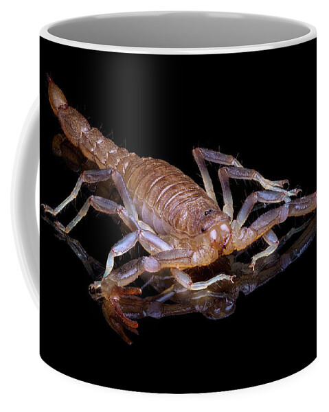 Scorpion Coffee Mug featuring the photograph Scorpion by Endre Balogh