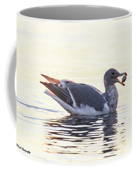 Seagull Coffee Mug featuring the photograph Sea Gull by Tahmina Watson