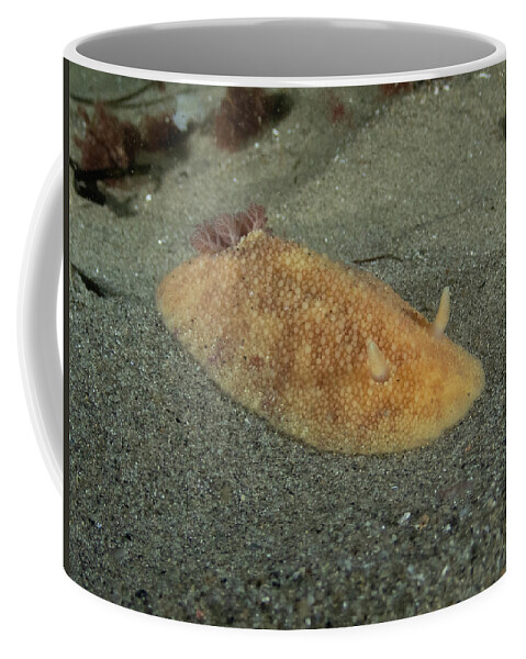 Sea Lemon Coffee Mug featuring the photograph Sea lemon nudibranch in the sand by Brian Weber