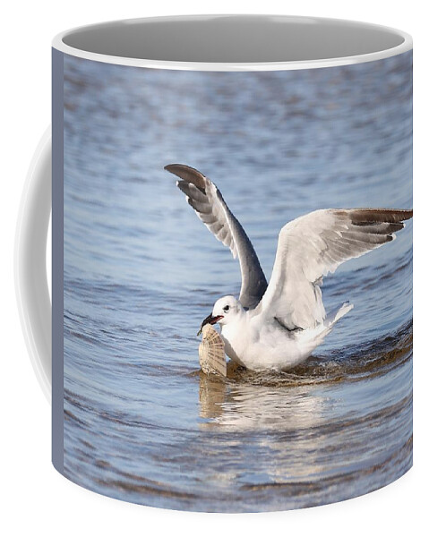 Seagull Coffee Mug featuring the photograph Seagull and Its Catch by Mingming Jiang