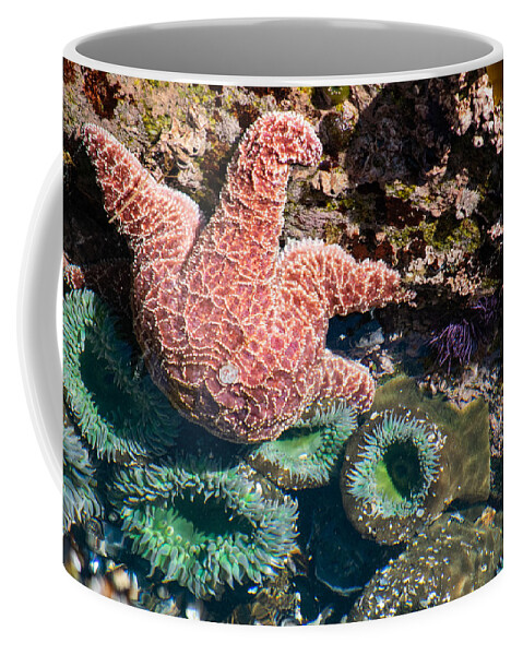 Sea Coffee Mug featuring the photograph Seaing Stars by Bonny Puckett