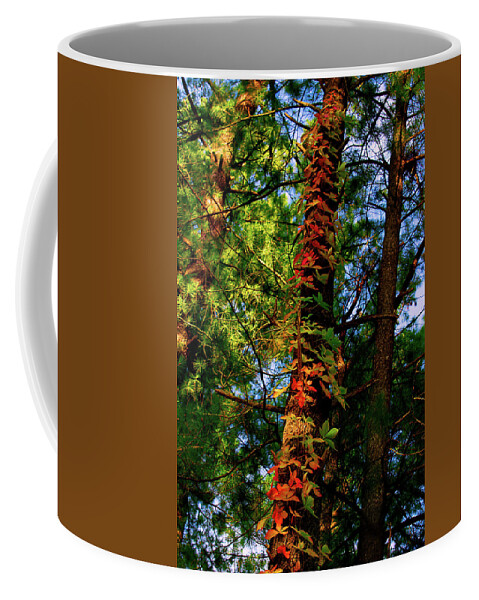 Grapevine Coffee Mug featuring the photograph Seasonal Drift by Cynthia Dickinson