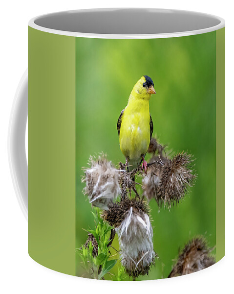 Goldfinch Coffee Mug featuring the photograph Season's End by Regina Muscarella