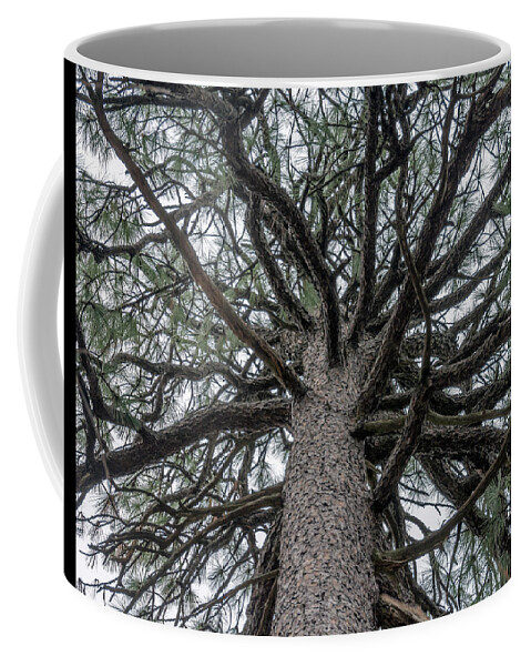 Talkest Coffee Mug featuring the photograph Second Talkest Pine Tree in North Carolina by WAZgriffin Digital