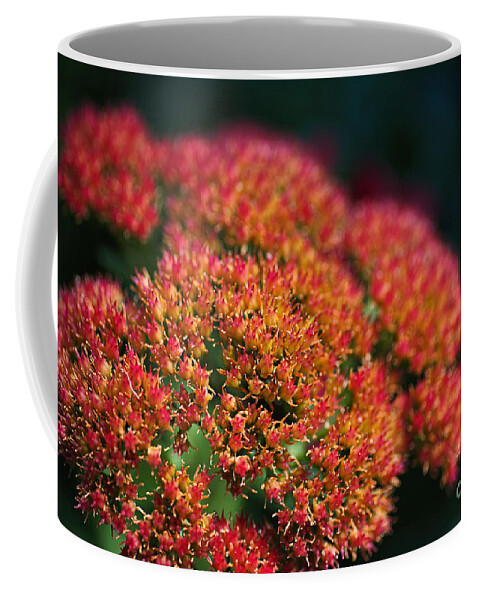 Sedum Plant Flowers Coffee Mug featuring the photograph Sedum Plant Flowers by Joy Watson