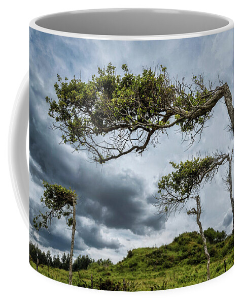 Trees Coffee Mug featuring the photograph Self-seeking trees by Micah Offman