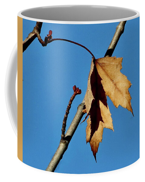Autumn Coffee Mug featuring the photograph Shadows of Autumn by Sarah Lilja