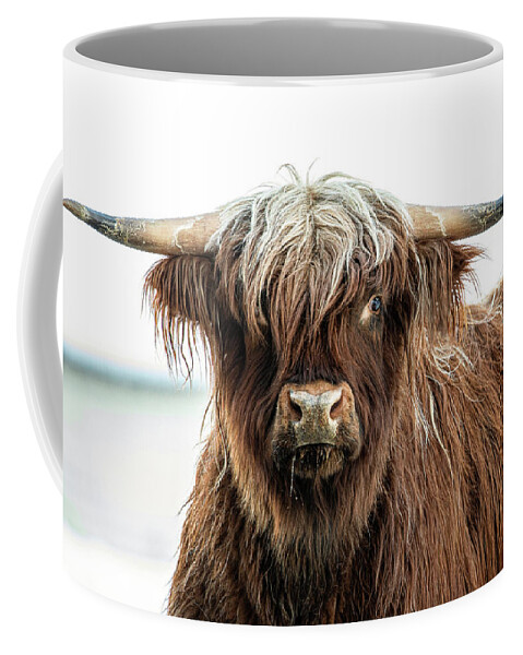 Shaggy Coffee Mug featuring the photograph Shaggy Cow by Denise Kopko