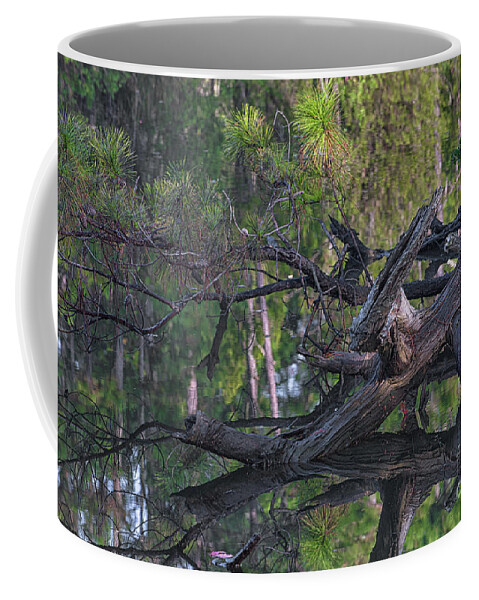 Woods Coffee Mug featuring the photograph Shallow Water - Southern Exposure by Dale Powell