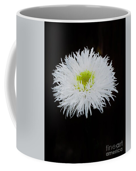 Daisies Coffee Mug featuring the photograph Shasta Daisy by Jimmy Chuck Smith