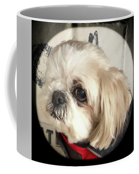 Shih Tzu Coffee Mug featuring the photograph Shih Tzu Penny by Lorraine Palumbo