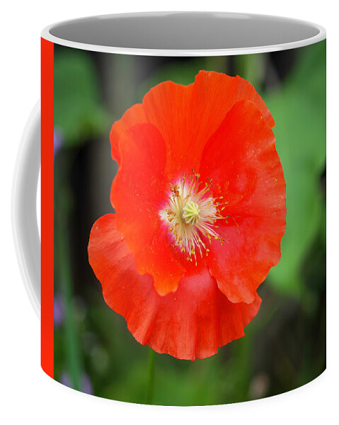 Shirley Poppy Coffee Mug featuring the photograph Shirley Poppy 2022-1 by Thomas Young