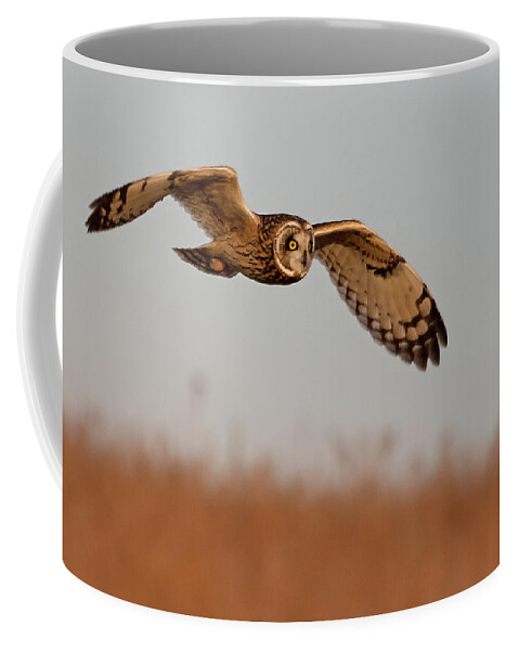 Owl Coffee Mug featuring the photograph Short-eared Owl on the Tallgrass Prairie #1 by Mindy Musick King