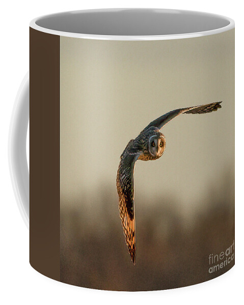 Short-eared Owl Coffee Mug featuring the photograph Short-eared Owl by Sandra Rust