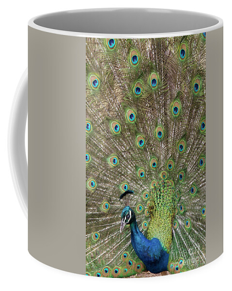 Peacock Coffee Mug featuring the photograph Showing Off by Elaine Teague