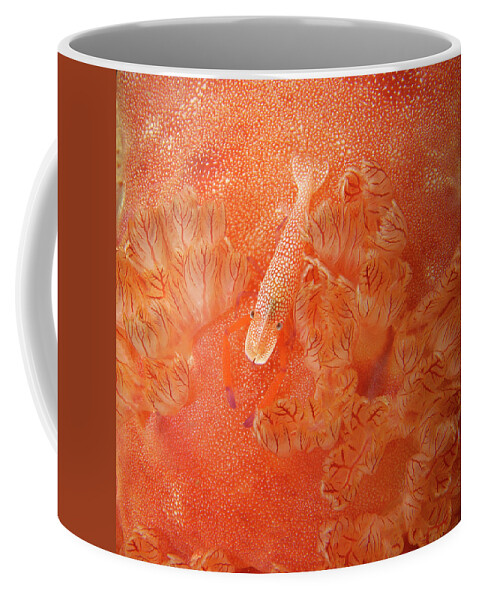 Red Coffee Mug featuring the photograph Shrimp on nudibranch by Artesub