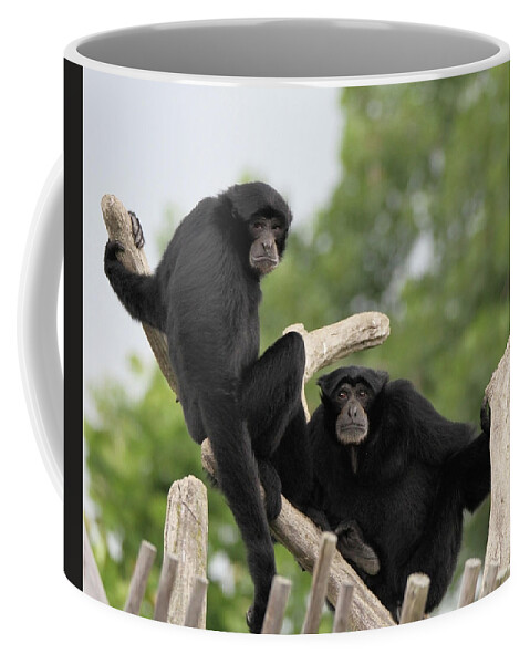 Siamang Monkeys Columbus Zoo Coffee Mug featuring the photograph Siamang Monkeys Columbus Zoo by Dan Sproul