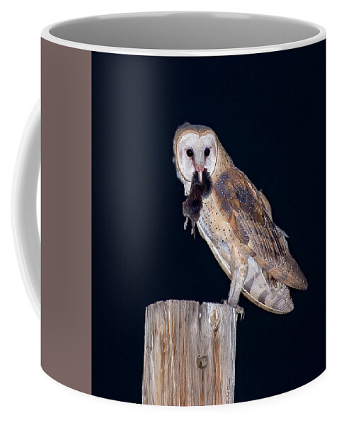 Barn Owl Coffee Mug featuring the photograph Silent Hunter by Judi Dressler