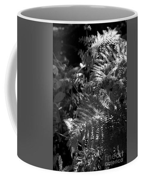 Fern Coffee Mug featuring the photograph Silver Garden by Kimberly Furey