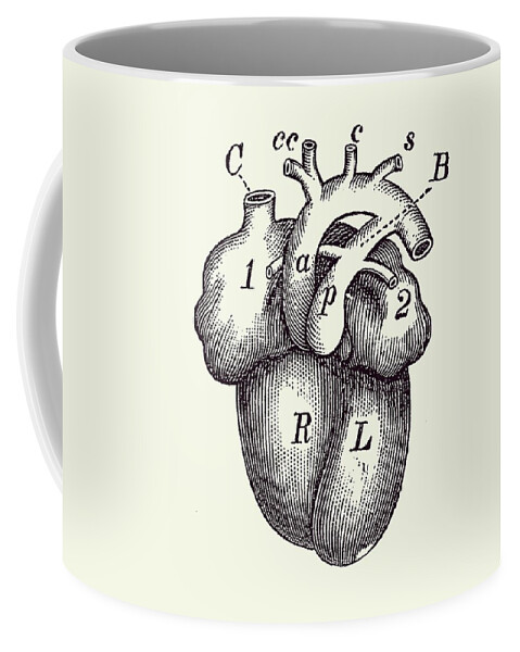 Simple Human Heart Diagram 2 Coffee Mug by Vintage Anatomy Prints - Fine  Art America