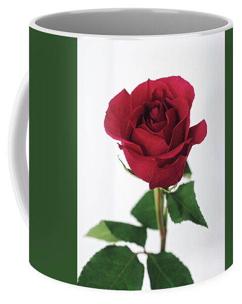 Single Red Rose With White Background Coffee Mug featuring the photograph Single Red Rose with White Background by Gwen Gibson