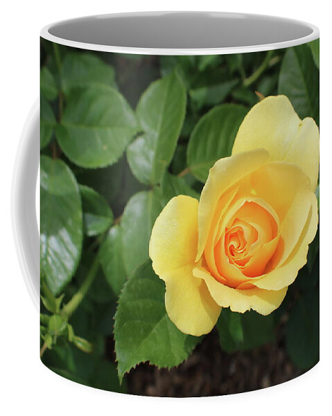 Single Coffee Mug featuring the photograph Single Yellow Rose Bloom by Kenneth Pope
