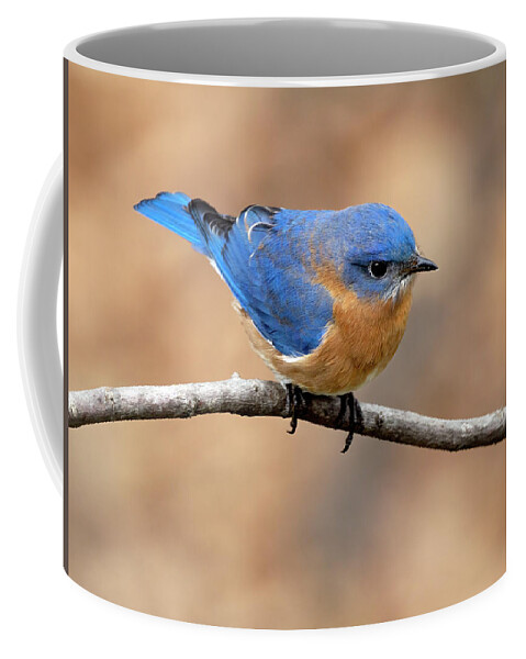 Bird Coffee Mug featuring the photograph Sir Blue by Art Cole