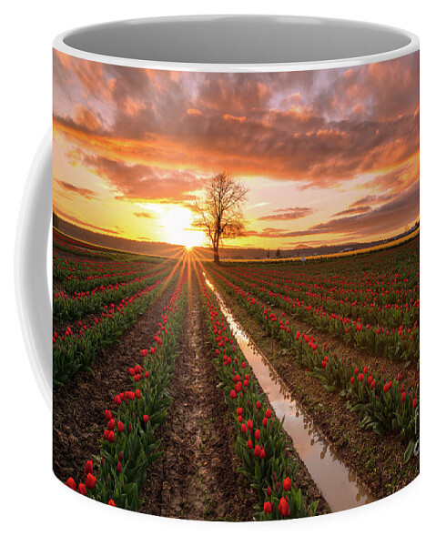  Tulip Coffee Mug featuring the photograph Skagit Valley Tulip Fields Golden Sunset Sunstar by Mike Reid