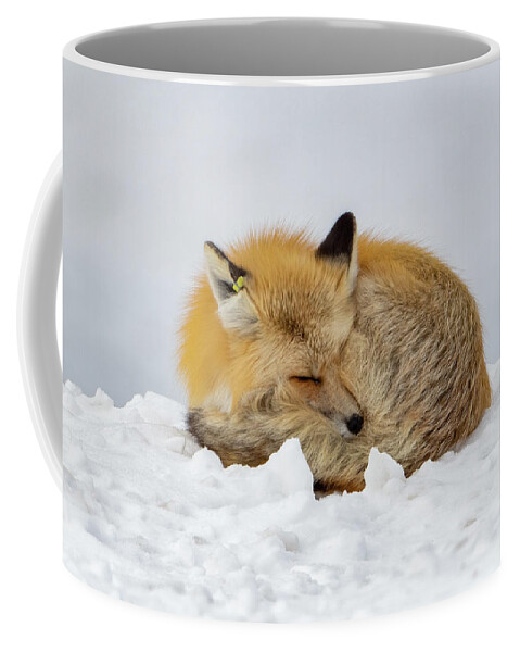 Fox Coffee Mug featuring the photograph Sleeping Beauty by Julie Barrick