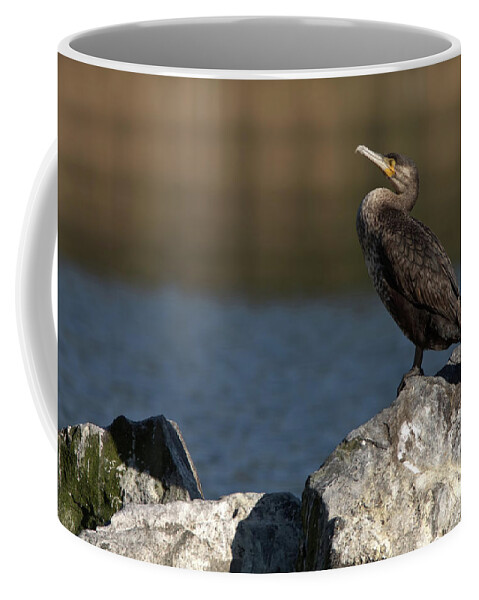 Feathers Coffee Mug featuring the photograph Sleeping Cormorant on rocks by Stephen Melia