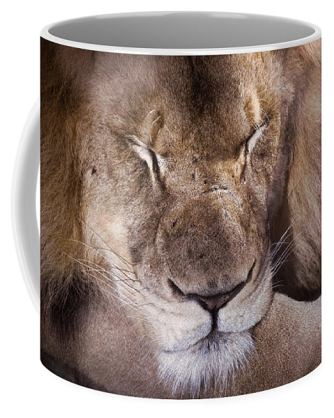 Lion Coffee Mug featuring the photograph Sleeping Lion by Jim Signorelli