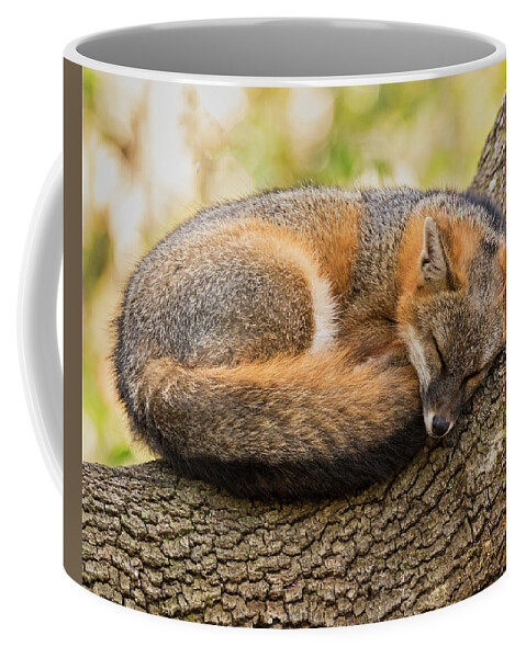 Gray Fox Coffee Mug featuring the photograph Sleepy Gray Fox by Jurgen Lorenzen