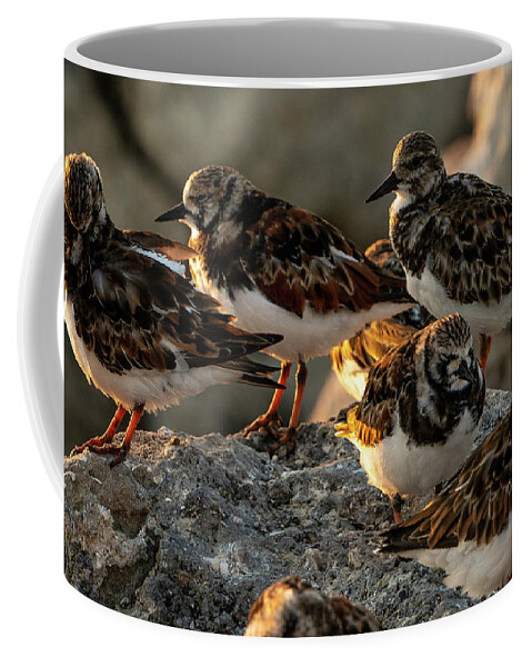 Birds Coffee Mug featuring the digital art Sleepy Ruddy Turnstones by Todd Tucker