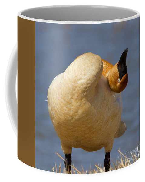 Swan Coffee Mug featuring the photograph Sleepy Swan by Yvonne M Smith