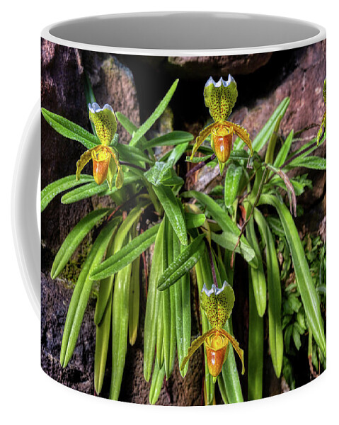 Slipper Coffee Mug featuring the photograph Slipper Orchids by Micah Offman