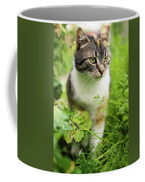 Liza Coffee Mug featuring the photograph Curious cat look by Vaclav Sonnek