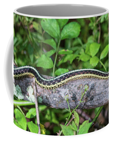 Reptile Coffee Mug featuring the photograph Snake on a Log by Amelia Pearn
