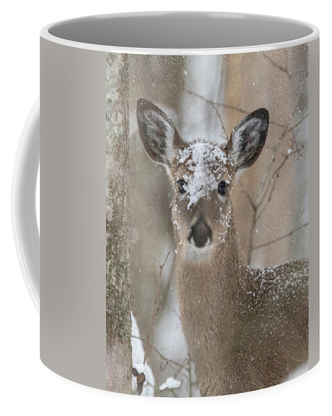 Whitetail Deer Coffee Mug featuring the photograph Snow Deer by Jaki Miller