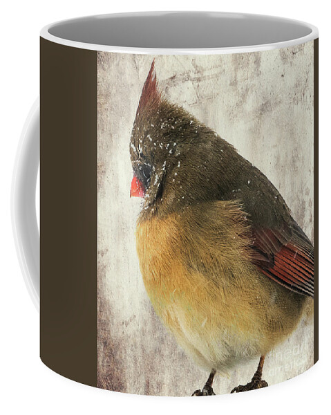 Female Northern Cardinal Coffee Mug featuring the photograph Snow Face -Female Northern Cardinal by Sandra Rust