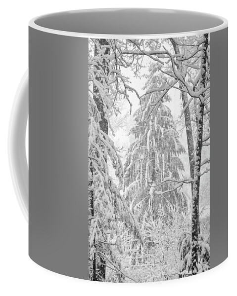 Pine Coffee Mug featuring the photograph Snow Pine by Steven Nelson