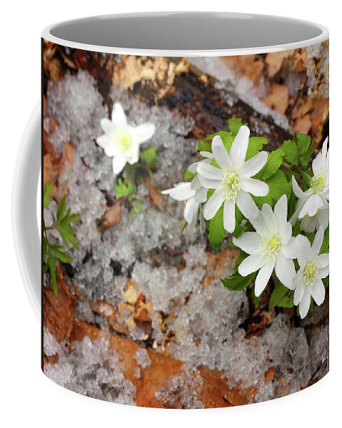 Snowdrops Coffee Mug featuring the photograph Snowdrop Flowers And Melting Snow by Mikhail Kokhanchikov