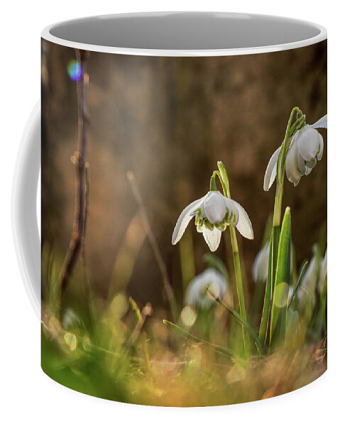 Galanthus Nivalis Coffee Mug featuring the photograph Galanthus nivalis in gardenbed with backlight by Vaclav Sonnek