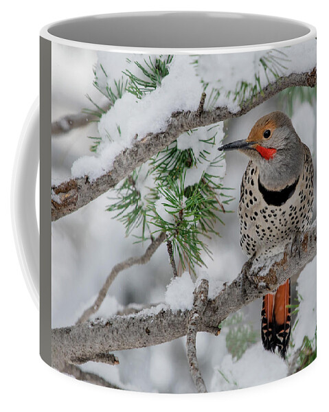 Birds Coffee Mug featuring the photograph Snowy Flicker by Dawn Key