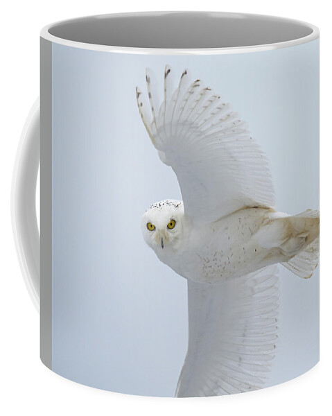 Snowy Owl Coffee Mug featuring the photograph Snowy Glance by CR Courson
