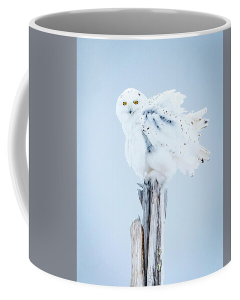 Snowy Owl Coffee Mug featuring the photograph Snowy Owl Feather Shake by Judi Dressler