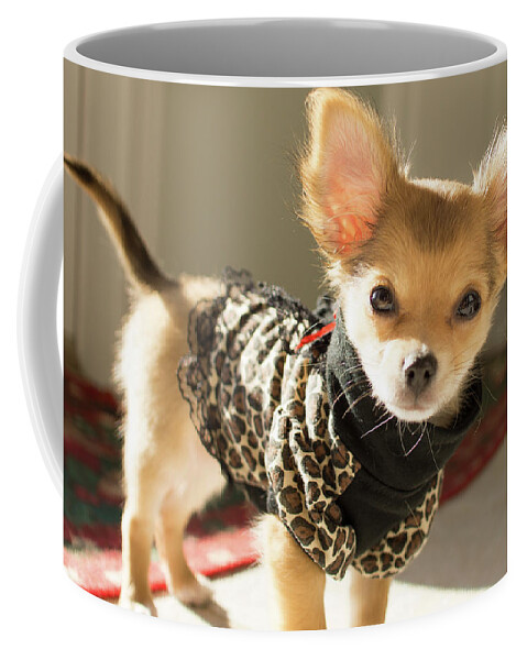 Sofia Cute Dog Coffee Mug featuring the photograph Sofia by David Morehead