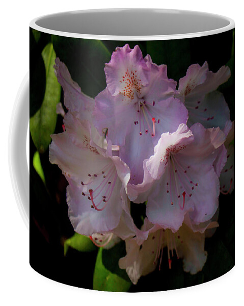 Olympia Coffee Mug featuring the photograph Softly Pink by Doug Scrima