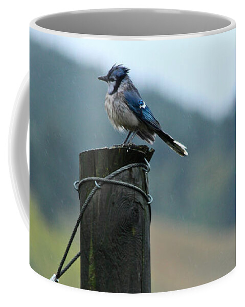 Bluejay Coffee Mug featuring the photograph Soggy Bluejays by Ann E Robson