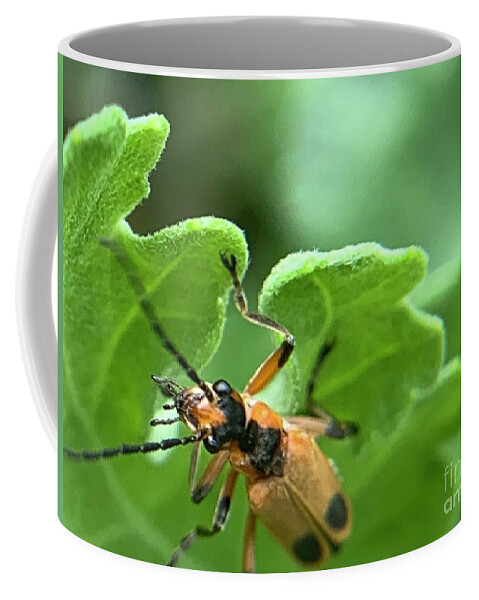 Beetle Coffee Mug featuring the photograph Soldier Beetle by Catherine Wilson