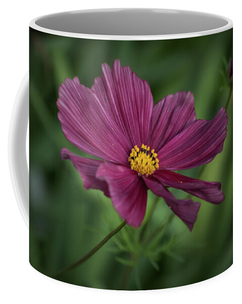 Plants Coffee Mug featuring the photograph Solo flower by Buddy Scott